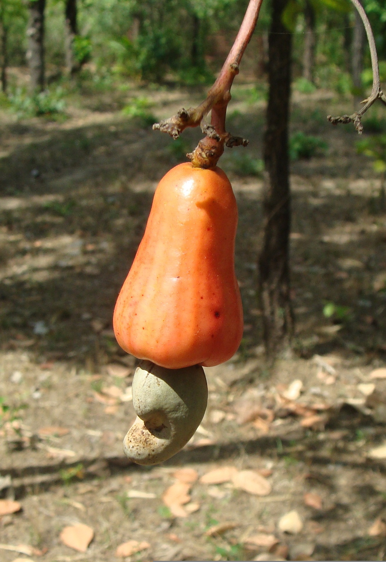 Farming and growth